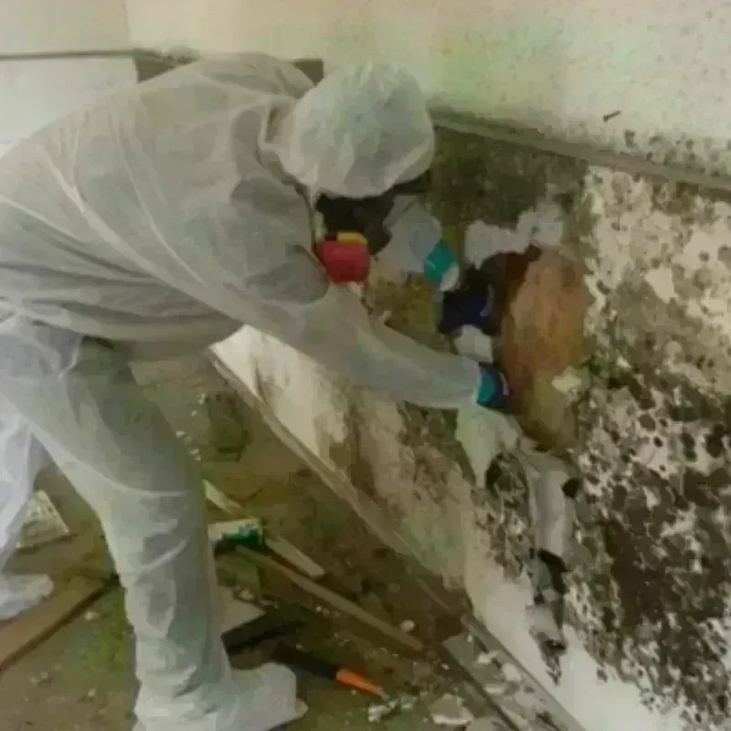 Mold Remediation and Removal in Mineral Springs, AR